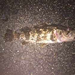 渋いライト釣行